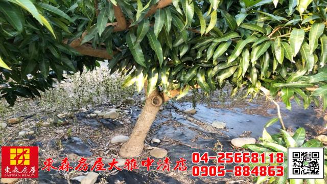 西屯農地-2