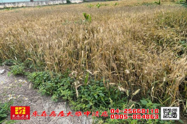 台中大雅農地-2